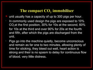 The compact CO2 immobiliser
 unit usually has a capacity of up to 300 pigs per hour.
• In commonly used design the pigs are exposed to 10%
CO2 at the first position, 30% for 10s at the second, 60%
for 10s at the third and over 90% for 20s at the fourth
and fifth, after which the pigs are discharged from the
unit.
• Pigs go into the machine quietly, become unconscious
and remain as far one to two minutes, allowing plenty of
time for sticking, they bleed out well, heart action is
strong and their is no spasm to delay for continuous flow
of blood, very little distress.
 