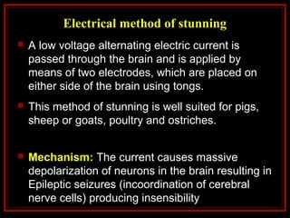 Electrical method of stunning
 A low voltage alternating electric current is
passed through the brain and is applied by
means of two electrodes, which are placed on
either side of the brain using tongs.
 This method of stunning is well suited for pigs,
sheep or goats, poultry and ostriches.
 Mechanism: The current causes massive
depolarization of neurons in the brain resulting in
Epileptic seizures (incoordination of cerebral
nerve cells) producing insensibility
 