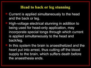 Head to back or leg stunning
 Current is applied simultaneously to the head
and the back or leg.
 High-voltage electrical stunning in addition to
being used for head-only application, may
incorporate special tongs through which current
is applied simultaneously to the head and
back/leg.
 In this system the brain is anaesthetized and the
heart put into arrest, thus cutting off the blood
supply to the brain, which suffers death before
the anaesthesia ends.
 