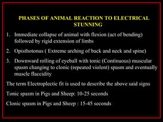 PHASES OF ANIMAL REACTION TO ELECTRICAL
STUNNING
1. Immediate collapse of animal with flexion (act of bending)
followed by rigid extension of limbs
2. Opisthotonus ( Extreme arching of back and neck and spine)
3. Downward rolling of eyeball with tonic (Continuous) muscular
spasm changing to clonic (repeated violent) spasm and eventually
muscle flaccidity
The term Electroplectic fit is used to describe the above said signs
Tonic spasm in Pigs and Sheep: 10-25 seconds
Clonic spasm in Pigs and Sheep : 15-45 seconds
 