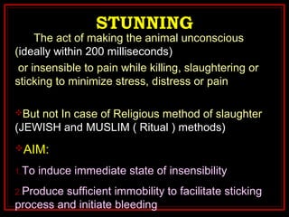 STUNNING
The act of making the animal unconscious
(ideally within 200 milliseconds)
or insensible to pain while killing, slaughtering or
sticking to minimize stress, distress or pain
But not In case of Religious method of slaughter
(JEWISH and MUSLIM ( Ritual ) methods)
AIM:
1.To induce immediate state of insensibility
2.Produce sufficient immobility to facilitate sticking
process and initiate bleeding
 