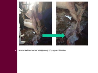  ILRI/BMZ safe food, fair food