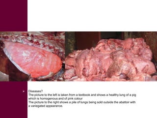  ILRI/BMZ safe food, fair food