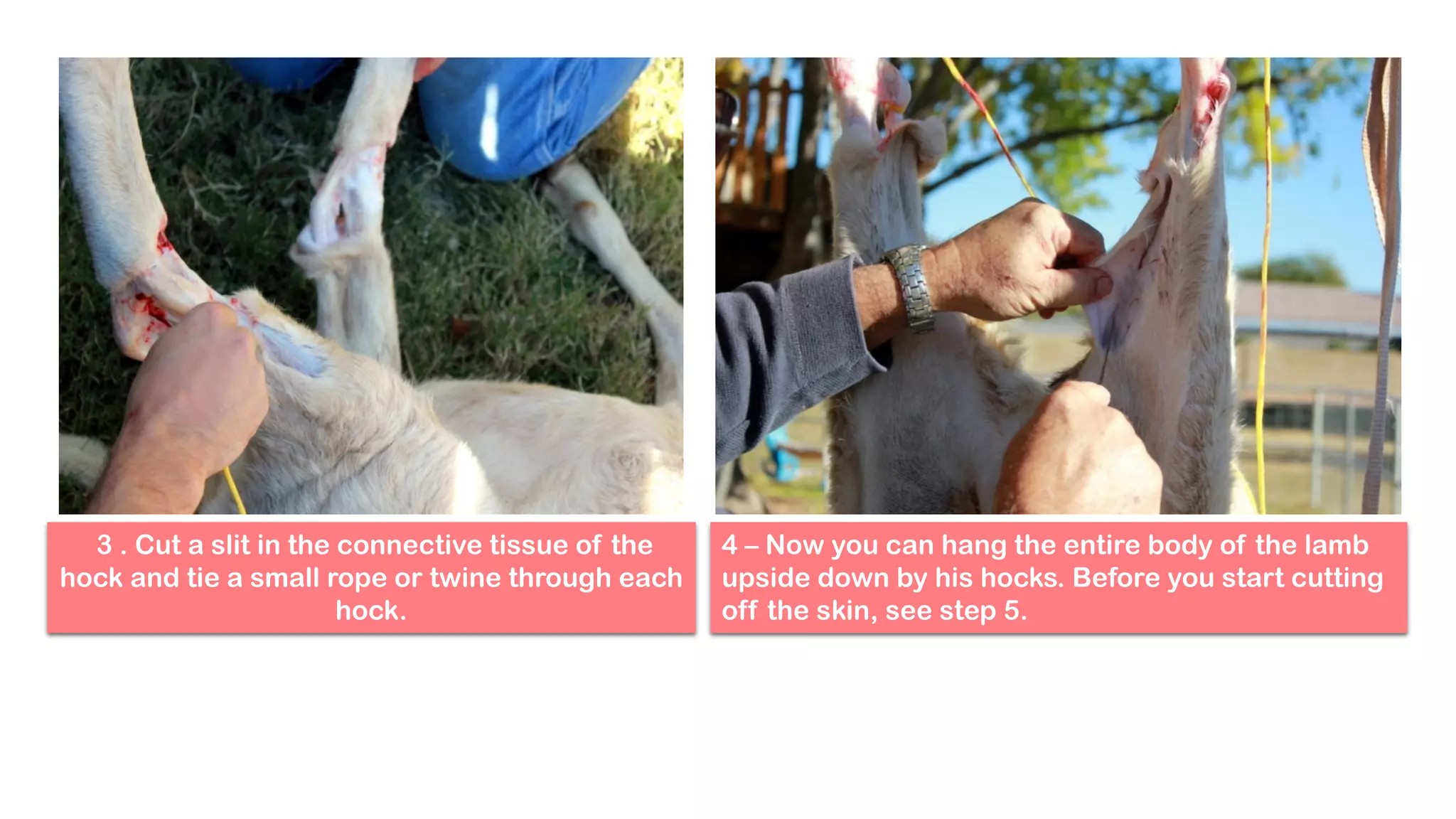 Slaughtering | PDF