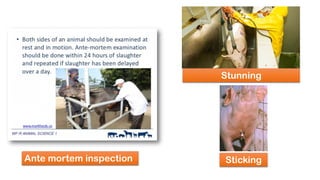 Ante mortem inspection
Stunning
Sticking
 