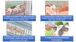 1. Cattle are herded off the cattle liners and
herded through a race or chute to be weighed
then put into holding pens.
2. The group that is ready for slaughter are
herded out of their holding pen down a race
that leads into the plant.
3. Reaching the kill floor, cattle are herded
into a movable cradle or box chute, like the
one pictured on the right.
4. Inducing instantaneous
insensibility.
 