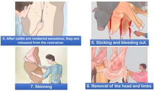 5. After cattle are rendered senseless, they are
released from the restrainer. 6. Sticking and bleeding out.
7. Skinning 8. Removal of the head and limbs
 