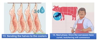 13. Sending the halves to the coolers 14. Next phase. Once the carcasses have
cured, butchering will commence
 