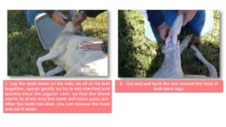 1. Lay the lamb down on his side, tie all of his feet
together, speak gently so he is not startled and
quickly slice the jugular vein, so that the blood
starts to drain and the lamb will soon pass out.
After the lamb has died, you can remove the head
and set it aside.
2 – Cut and pull back the skin around the hock of
both back legs.
 
