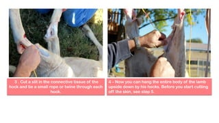 3 . Cut a slit in the connective tissue of the
hock and tie a small rope or twine through each
hock.
4 – Now you can hang the entire body of the lamb
upside down by his hocks. Before you start cutting
off the skin, see step 5.
 