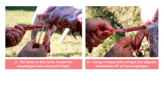 5 – Go down to the neck, locate the
esophagus tube and pull it tight.
6 – Using a sharp knife scrape the slippery
membrane off of the esophagus
 