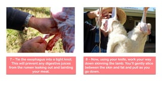 7 – Tie the esophagus into a tight knot.
This will prevent any digestive juices
from the rumen leaking out and tainting
your meat.
8 – Now, using your knife, work your way
down skinning the lamb. You’ll gently slice
between the skin and fat and pull as you
go down.
 