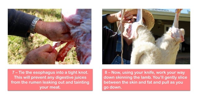 Slughtering Slaughtering | PDF