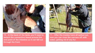 View of Slaughtering | PDF