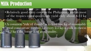 Milk Production
•Relatively good dairy cows in the Philippines and in most
of the tropics correspondingly yield only about 8-12 kg
daily.
•A common “rule of thumb” is to feed one kg of reasonably
good concentrate mixture for every 2.5 kg of milk in excess
of 5 kg if the forage is of good quality.
 