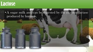 Lactose
•A sugar milk and can be digested by the enzyme lactase
produced by humans.
 