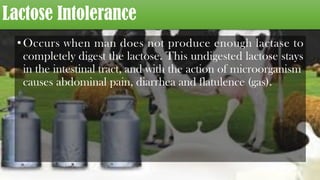 Lactose Intolerance
•Occurs when man does not produce enough lactase to
completely digest the lactose. This undigested lactose stays
in the intestinal tract, and with the action of microorganism
causes abdominal pain, diarrhea and flatulence (gas).
 