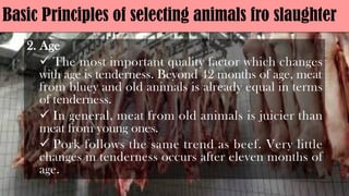 Basic Principles of selecting animals fro slaughter
2. Age
ü The most important quality factor which changes
with age is tenderness. Beyond 42 months of age, meat
from bluey and old animals is already equal in terms
of tenderness.
ü In general, meat from old animals is juicier than
meat from young ones.
ü Pork follows the same trend as beef. Very little
changes in tenderness occurs after eleven months of
age.
 