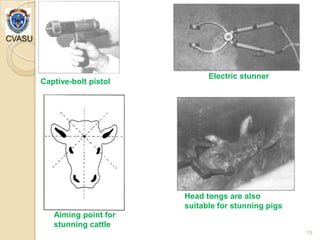 Methods of slaughtering, processing & postmortem changes and ageing of meat