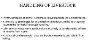 HANDLING OF LIVESTOCK
• The first principle of animal handling is to avoid getting the animal excited.
• It takes up to 30 minutes for an animal to calm down and its heart rate to
return to be normal after rough handling.
• Calm animals move more easily and are less likely to bunch and be difficult
to remove from a pen.
• Handlers should move with slow, deliberate movements and refrain from
yelling.
 