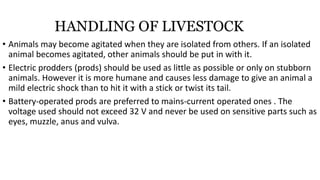 HANDLING OF LIVESTOCK
• Animals may become agitated when they are isolated from others. If an isolated
animal becomes agitated, other animals should be put in with it.
• Electric prodders (prods) should be used as little as possible or only on stubborn
animals. However it is more humane and causes less damage to give an animal a
mild electric shock than to hit it with a stick or twist its tail.
• Battery-operated prods are preferred to mains-current operated ones . The
voltage used should not exceed 32 V and never be used on sensitive parts such as
eyes, muzzle, anus and vulva.
 