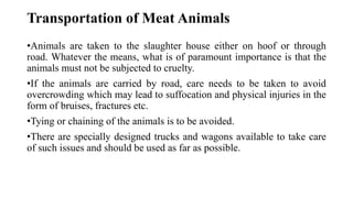 Transportation of Meat Animals
•Animals are taken to the slaughter house either on hoof or through
road. Whatever the means, what is of paramount importance is that the
animals must not be subjected to cruelty.
•If the animals are carried by road, care needs to be taken to avoid
overcrowding which may lead to suffocation and physical injuries in the
form of bruises, fractures etc.
•Tying or chaining of the animals is to be avoided.
•There are specially designed trucks and wagons available to take care
of such issues and should be used as far as possible.
 