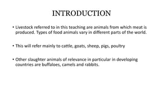 INTRODUCTION
• Livestock referred to in this teaching are animals from which meat is
produced. Types of food animals vary in different parts of the world.
• This will refer mainly to cattle, goats, sheep, pigs, poultry
• Other slaughter animals of relevance in particular in developing
countries are buffaloes, camels and rabbits.
 