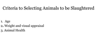 Criteria to Selecting Animals to be Slaughtered
1. Age
2. Weight and visual appraisal
3. Animal Health
 
