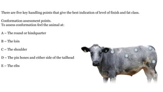 There are five key handling points that give the best indication of level of finish and fat class.
Conformation assessment points.
To assess conformation feel the animal at:
A – The round or hindquarter
B – The loin
C – The shoulder
D – The pin bones and either side of the tailhead
E – The ribs
 