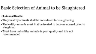 Basic Selection of Animal to be Slaughtered
• 3. Animal Health:
Only healthy animals shall be considered for slaughtering
Unhealthy animals must first be treated to become normal prior to
slaughter.
Meat from unhealthy animals is poor quality and it is not
recommended
 