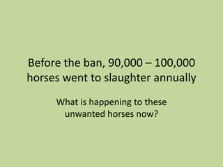 Before the ban, 90,000 – 100,000 horses went to slaughter annuallyWhat is happening to these unwanted horses now?