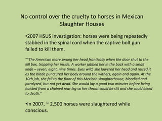No control over the cruelty to horses in Mexican Slaughter Houses2007 HSUS investigation: horses were being repeatedly stabbed in the spinal cord when the captive bolt gun failed to kill them.“"The American mare swung her head frantically when the door shut to the kill box, trapping her inside. A worker jabbed her in the back with a small knife – seven, eight, nine times. Eyes wild, she lowered her head and raised it as the blade punctured her body around the withers, again and again. At the 10th jab, she fell to the floor of this Mexican slaughterhouse, bloodied and paralyzed, but not yet dead. She would lay a good two minutes before being hoisted from a chained rear leg so her throat could be slit and she could bleed to death." In 2007, ~ 2,500 horses were slaughtered while conscious.Image from a slaughtering plant in Mexico -two horses are jammed together in a kill box about to be stabbed in the back of the head with a spike. 