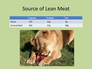 Uses of Horse MeatExport Meat shipped to Europe and AsiaHides sent to ItalyHair sent to China to make paintbrushesSmall Intestines shipped to Egypt for sausagesTendons sent to Asia for consumptionHooves rendered 