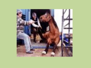 Benefits of SlaughterProvide JobsGood nutritional product Increased export revenueHelp owners that are facing economic challengesEnd the suffering of many horsesReduce the burden on the horse industry