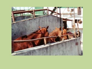 The Problems are Not Limited to South of the BorderSlaughter facilities are built for cattle, not horses.Horses are flightiermore sensitivemore fragileneed more personal space Captive bolting a horse is easier said than done. 