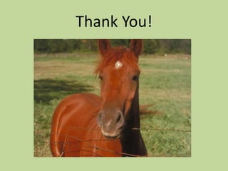 References, Continued“Frequently Asked Questions about Unwanted Horses and Horse Slaughter.” AVMA.  5 Sept 2008. http://www.avma.org/issues/animal_welfare/unwanted_horses_faq.asp“AHC supports changes to horse slaughter regulations.” Thoroughbred Times. 08 Jan 2008. http://www.thoroughbredtimes.com/national-news/2008/january/08/ahc-supports-changes-	to-horse-slaughter-regulations.aspx“Horse Slaughter: What Does it Say about our Nation?”  Green Horn Horse Facts. http://www.greenhorn-horse-facts.com/horse-slaughter.html“A Study of Equine Slaughter/ Abuse Patterns Following Closure of Horse Slaughter Plants in US.” Animal Law Coalition. 18 June 2008. http://www.animallawcoalition.com/horse-slaughter/article/541“Horse Slaughter- The Facts.” The Homes for Horses Coalition. 2010. http://www.homesforhorses.org/slaughter.php“Disposal.” Habitat for Horses. http://www.habitatforhorses.org/programs/disposal.html“Euthanasia Policy.”  Habitat for Horses.  13 April 2007. http://www.habitatforhorses.org/forms/euthanasiaPolicy.pdf“AAEP Foundation Distributes $262,000 to Industry Groups Improving the Lives of Horses:  Recipients Include AQHA.”  Equine Chronicle.  2 Nov 2010. http://www.equinechronicle.com/health/aaep-foundation-distributes-262000-to-industry-groups-improving-the-lives-of-horses-recipients-include-american-quarter-horse-foundation.htmlThe Unwanted Horse Veterinary Relief Campaign.  2010. http://www.uhvrc.org/about.html2009 Unwanted Horse Surveywww.unwantedhorsecoalition.orgwww.humanesociety.orgwww.avma.org
