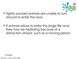 © Food – a fact of life 2009
 Tightly packed animals are unable to turn
around to enter the race.
 If animals refuse to enter the single file race,
they may be hesitating because of a
distraction ahead, such as a moving person.
12/16/2025
 