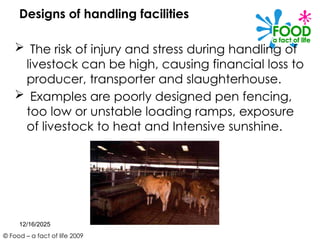Slaughtering Operation Slaughter operation and handling process.pptx