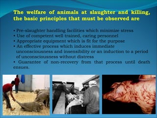 Slaughtering Operation Slaughter Technology and Meat Inspection.ppt