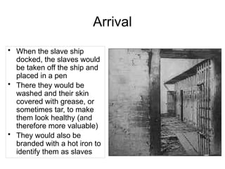 Arrival
• When the slave ship
docked, the slaves would
be taken off the ship and
placed in a pen
• There they would be
washed and their skin
covered with grease, or
sometimes tar, to make
them look healthy (and
therefore more valuable)
• They would also be
branded with a hot iron to
identify them as slaves
 