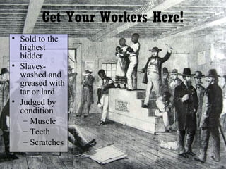 Get Your Workers Here!
• Sold to the
highest
bidder
• Slaveswashed and
greased with
tar or lard
• Judged by
condition
– Muscle
– Teeth
– Scratches

 