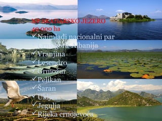 NP SKADARSKO JEZERO
40 000 ha
Najmlađi nacionalni par
Crna gora-Albanija
Vranjina
Lesendro
Grmožur
Pelikan
Šaran
Ukljev
Jegulja
Rijeka crnojevoća
 