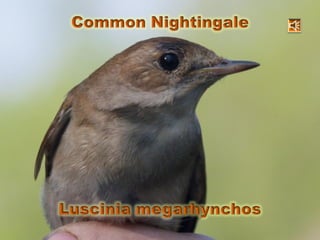Common nightingale (Slavík obecný - english version)