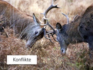 Konflikte
Bild: Wayne Gerard Trotman
 