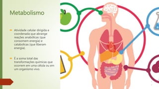 Metabolismo
 Atividade celular dirigida e
coordenada que abrange
reações anabólicas (que
consomem energia) e
catabolicas (que liberam
energia).
 É a soma total das
transformações químicas que
ocorrem em uma célula ou em
um organismo vivo.
 