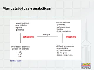 Vias catabólicas e anabólicas
Fonte: a autora
 