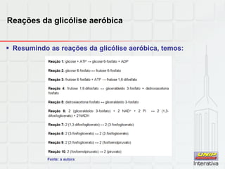 Reações da glicólise aeróbica
 Resumindo as reações da glicólise aeróbica, temos:
Fonte: a autora
 
