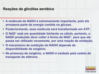 Reações da glicólise aeróbica
 A molécula de NADH é extremamente importante, pois ela
armazena parte da energia contida na glicose.
 Posteriormente, essa molécula será transformada em ATP.
 O NAD+ está em quantidade limitante na célula, portanto, o
NADH produzido deve voltar à forma de NAD+, para que ele
possa ser utilizado novamente, por uma reação de oxidação.
 O mecanismo de oxidação do NADH depende da
disponibilidade de oxigênio.
 Na presença de oxigênio, o NADH é oxidado pela cadeia de
transporte de elétrons.
 