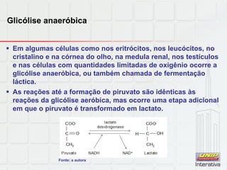 Glicólise anaeróbica
 Em algumas células como nos eritrócitos, nos leucócitos, no
cristalino e na córnea do olho, na medula renal, nos testículos
e nas células com quantidades limitadas de oxigênio ocorre a
glicólise anaeróbica, ou também chamada de fermentação
láctica.
 As reações até a formação de piruvato são idênticas às
reações da glicólise aeróbica, mas ocorre uma etapa adicional
em que o piruvato é transformado em lactato.
Fonte: a autora
 