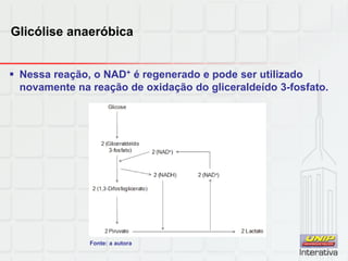 Glicólise anaeróbica
 Nessa reação, o NAD+ é regenerado e pode ser utilizado
novamente na reação de oxidação do gliceraldeído 3-fosfato.
Fonte: a autora
 